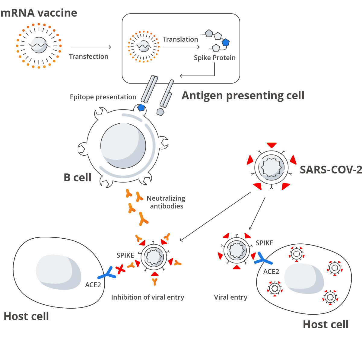 mRNA 1
